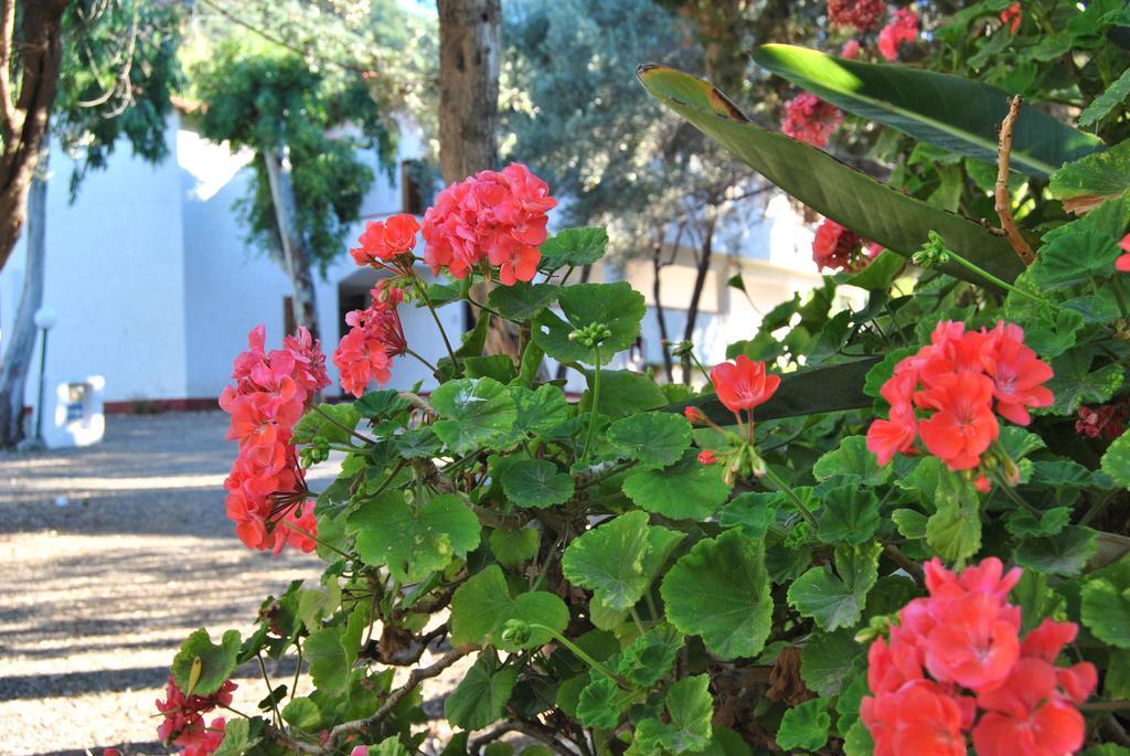 Camping B&B Gioiosa Джоиоза-Мареа Экстерьер фото